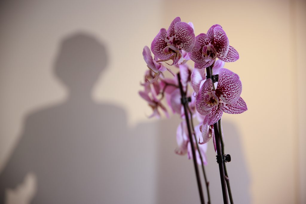 Ästhetische Zahnmedizin